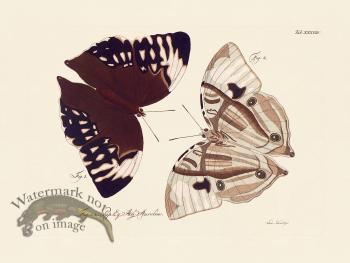 Jablonsky Butterfly 038